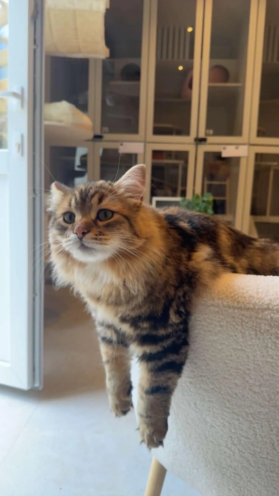 Langhåret katt på kattetårn inne på Mathopen Kattepensjonat