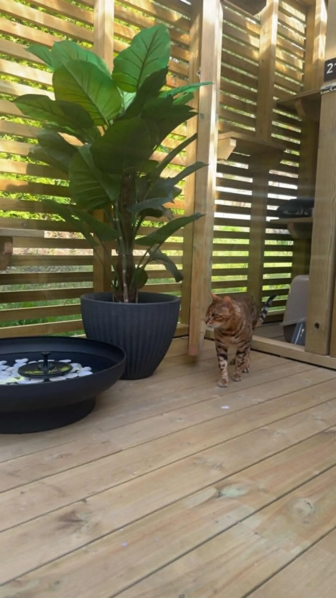 Katt som slapper av i fellesarealet på pensjonatet