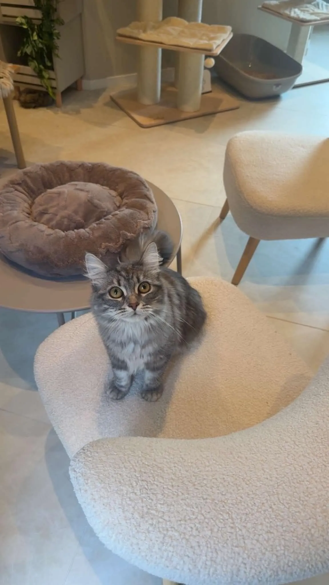 Katt hos Mathopen Kattepensjonat