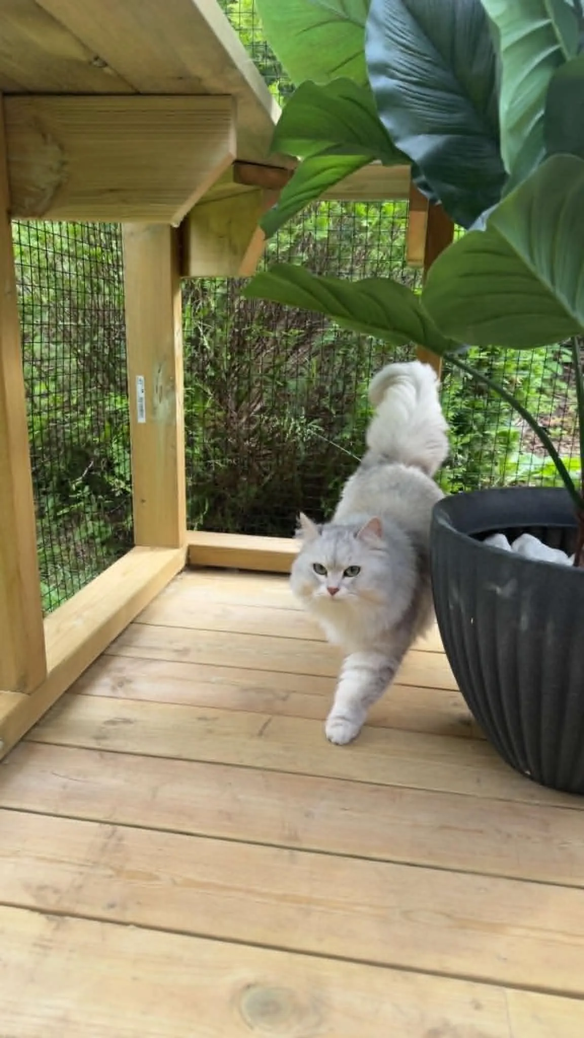 Katt under opphold på pensjonatet i Bergen
