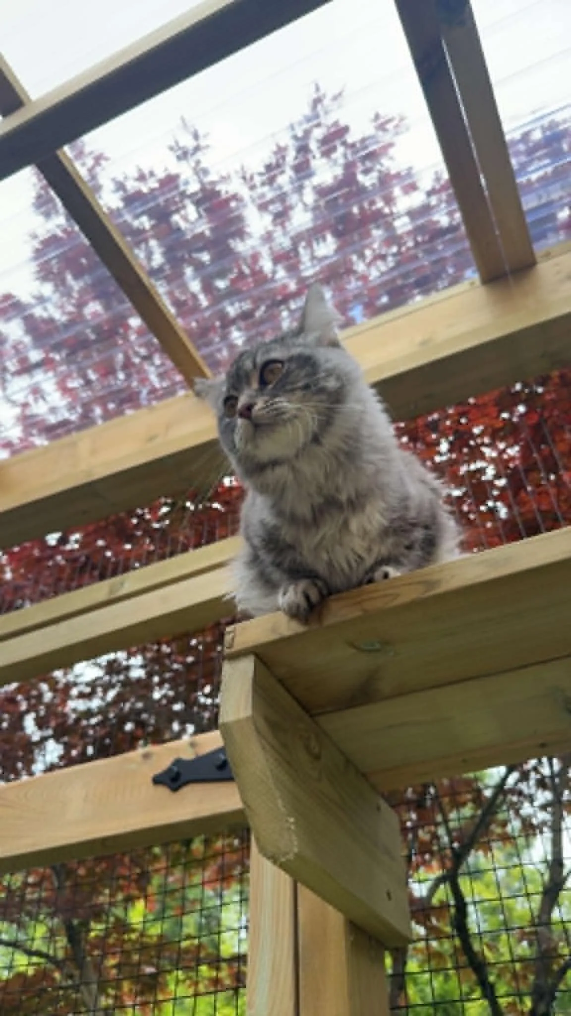 Katt som utforsker rommet sitt på Mathopen Kattepensjonat
