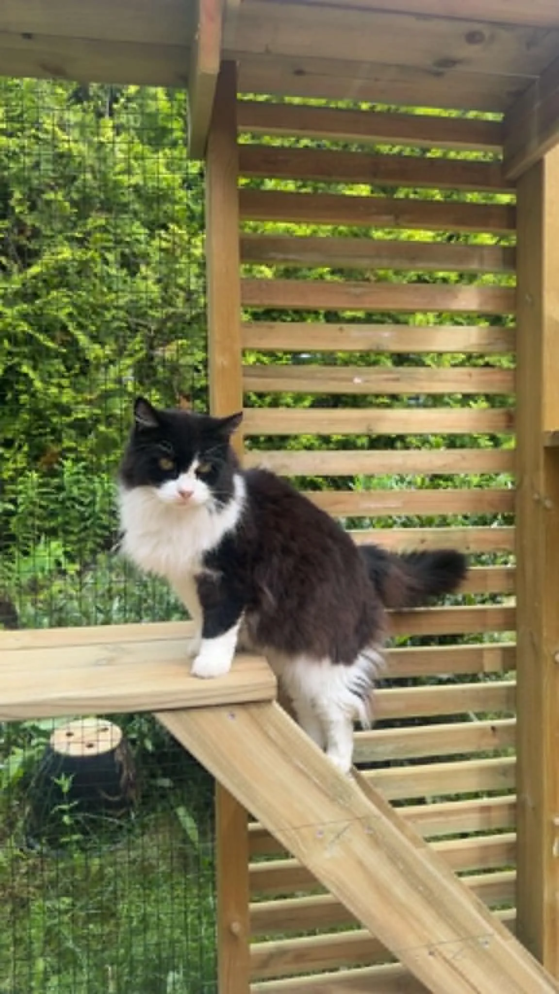 Katt som koser seg under oppholdet hos oss