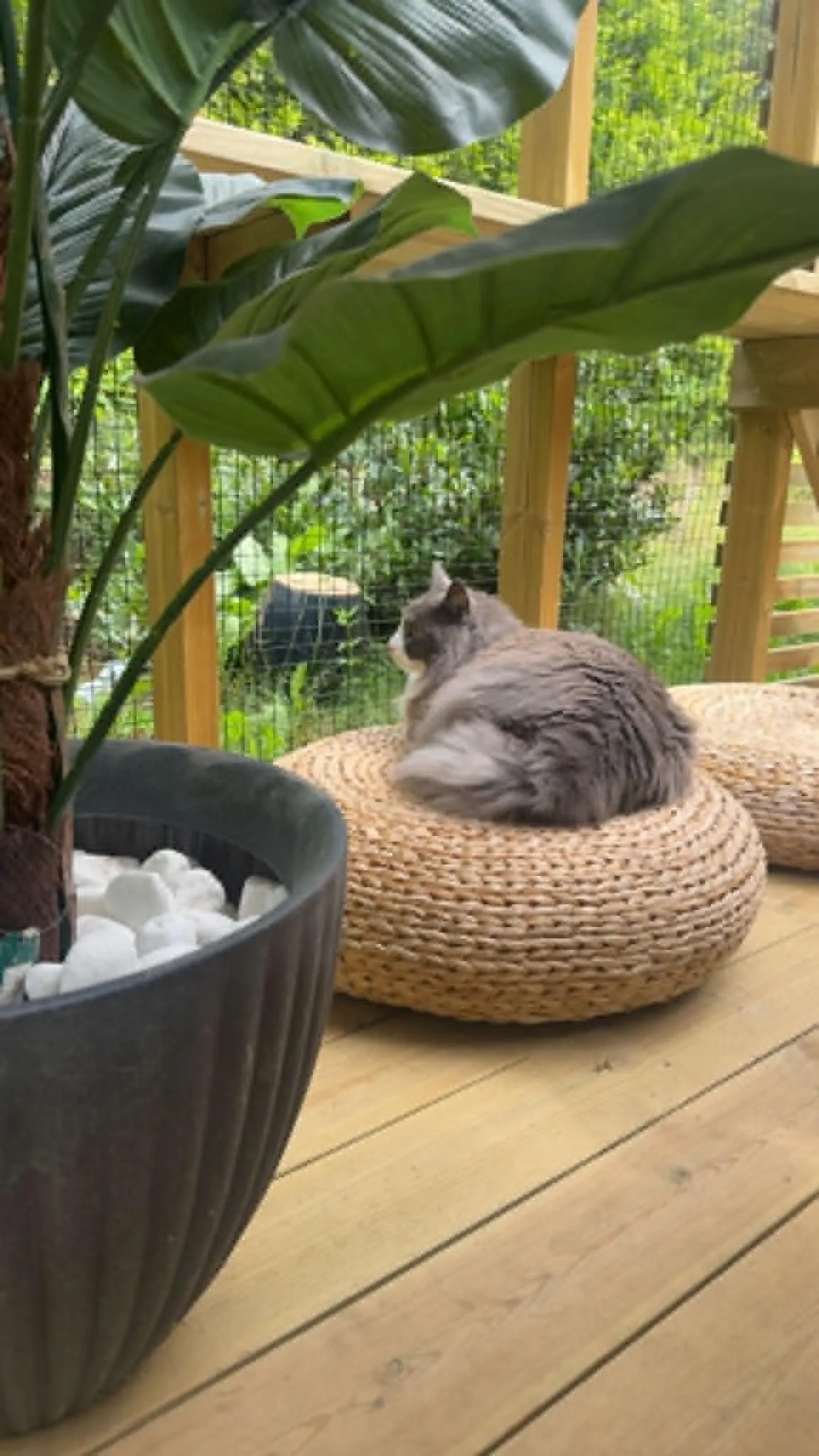 Katt hos Mathopen Kattepensjonat