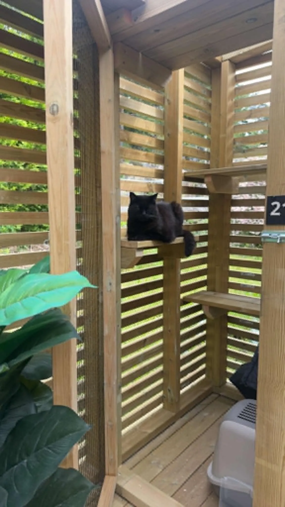 Katt som hviler trygt på pensjonatet