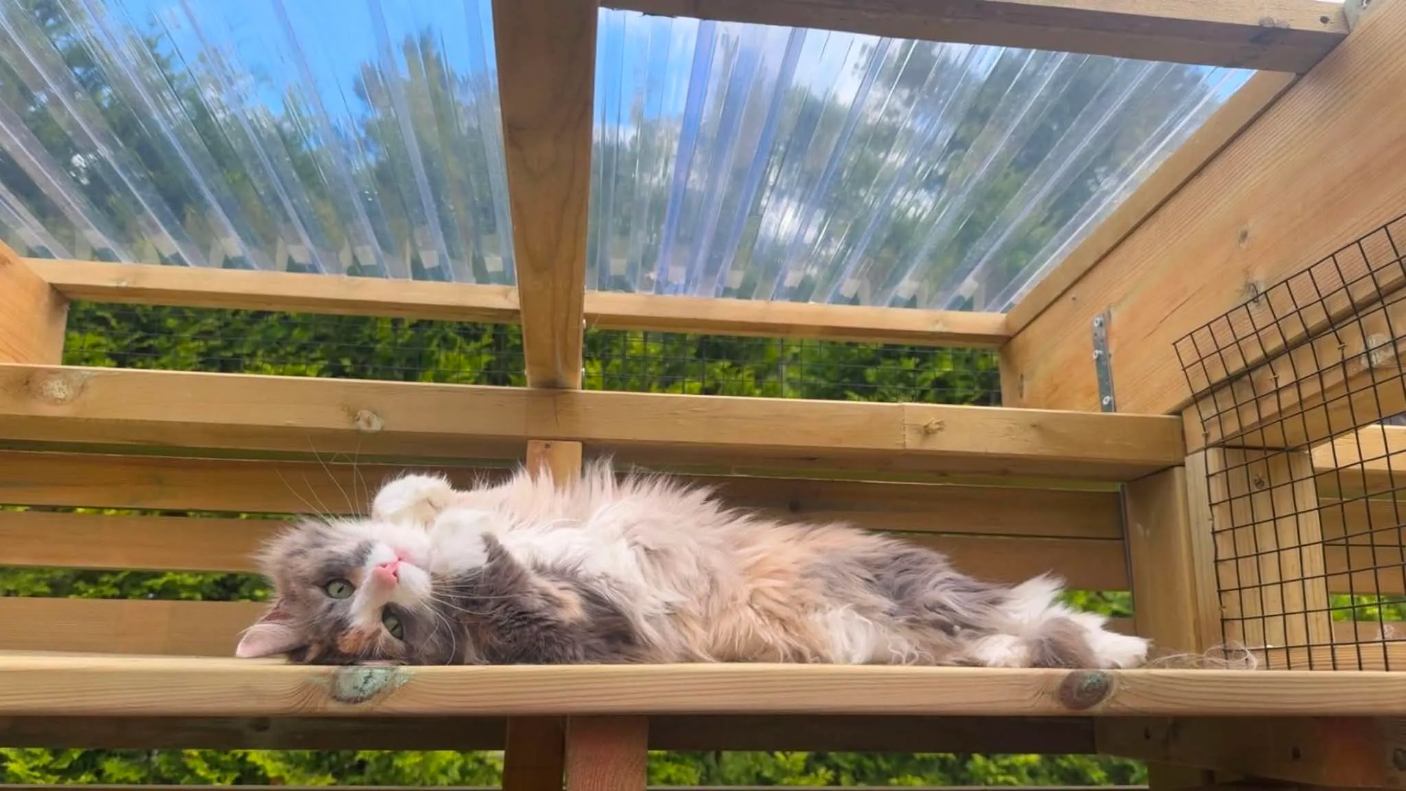 Katt som soler seg i kattegården på Mathopen Kattepensjonat