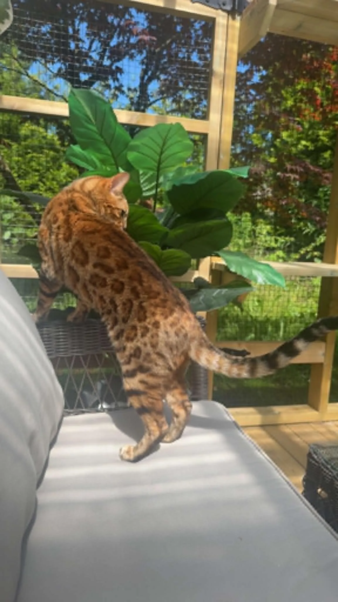 Katt hos Mathopen Kattepensjonat