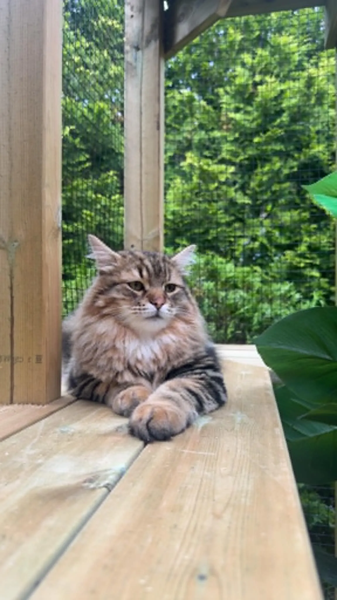 Katt under opphold på pensjonatet i Bergen