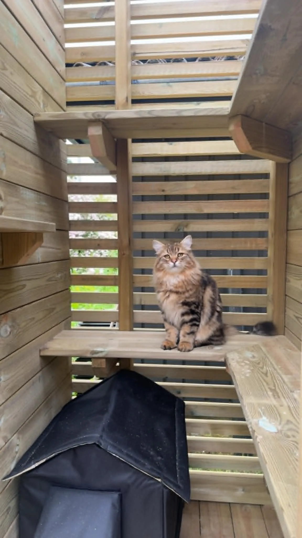 Katt som koser seg under oppholdet hos oss