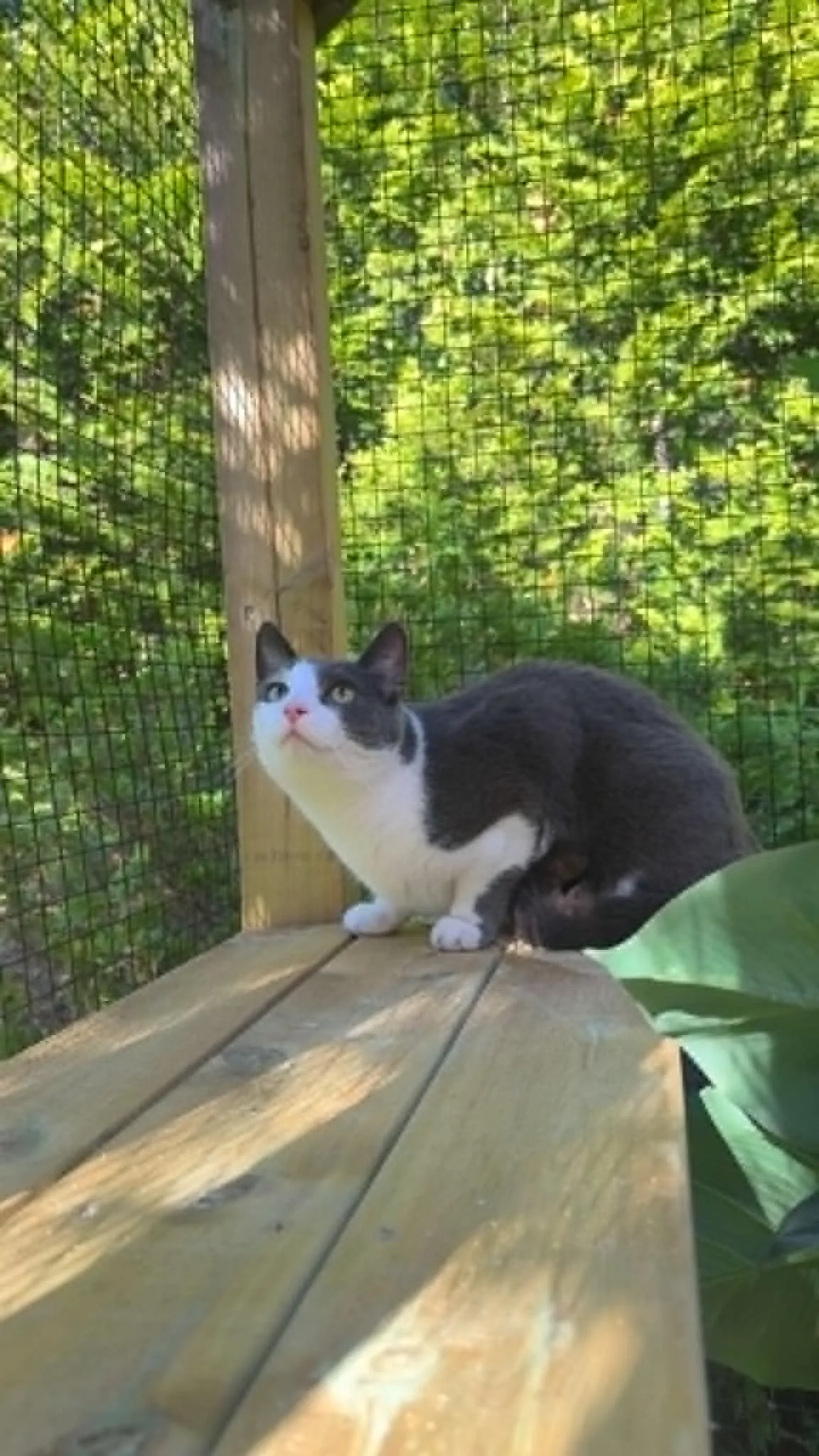 Katt hos Mathopen Kattepensjonat
