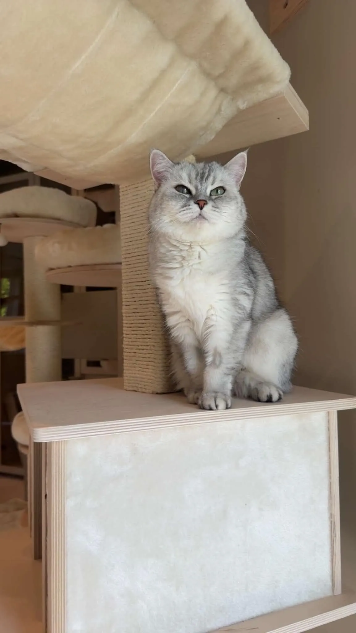 Katt som utforsker fellesarealet på pensjonatet