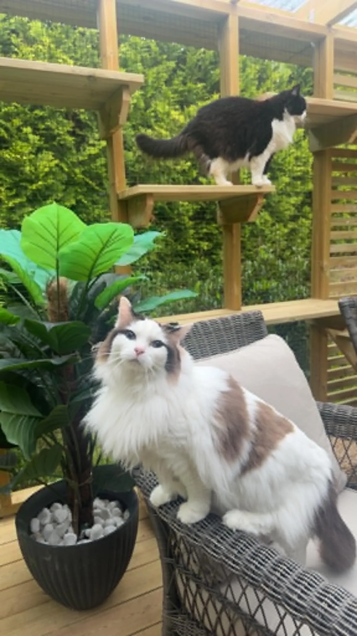 Katt som trives på Mathopen Kattepensjonat