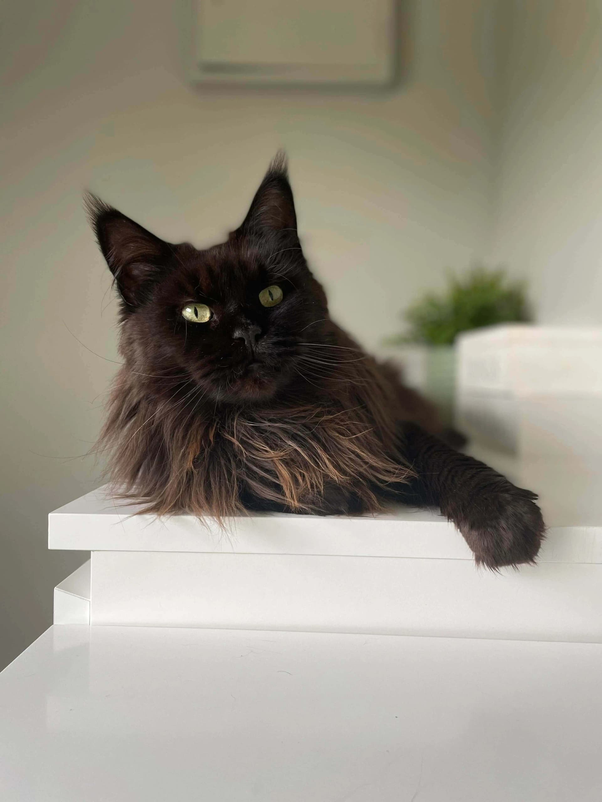 Katt 002 hos Mathopen Kattepensjonat