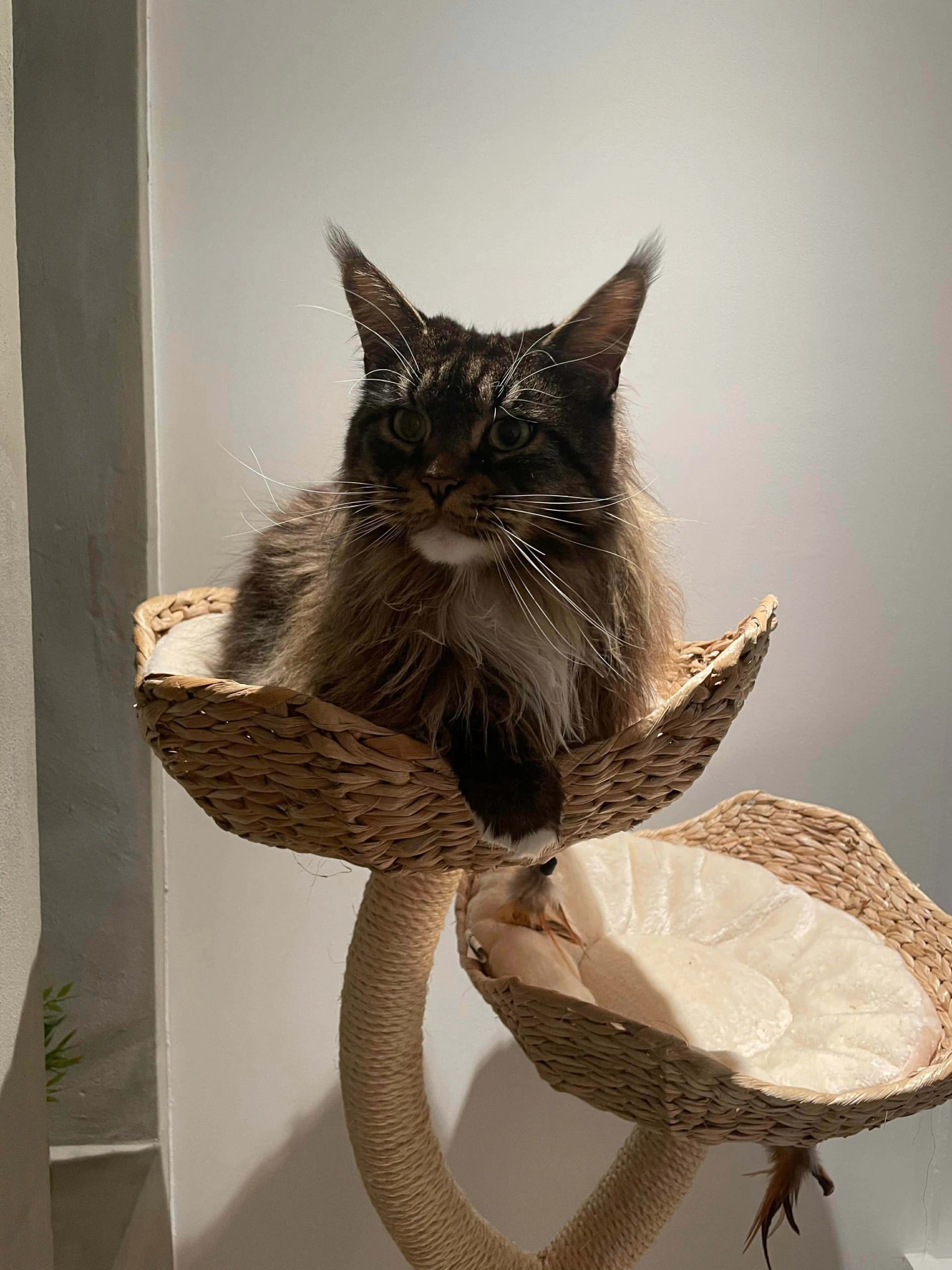 Katt 003 hos Mathopen Kattepensjonat