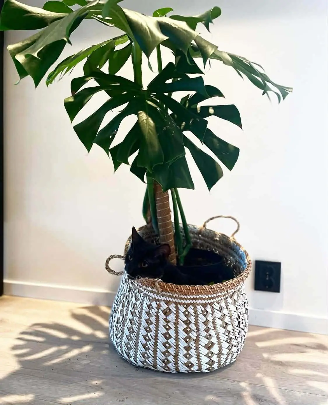 Katt 004 hos Mathopen Kattepensjonat