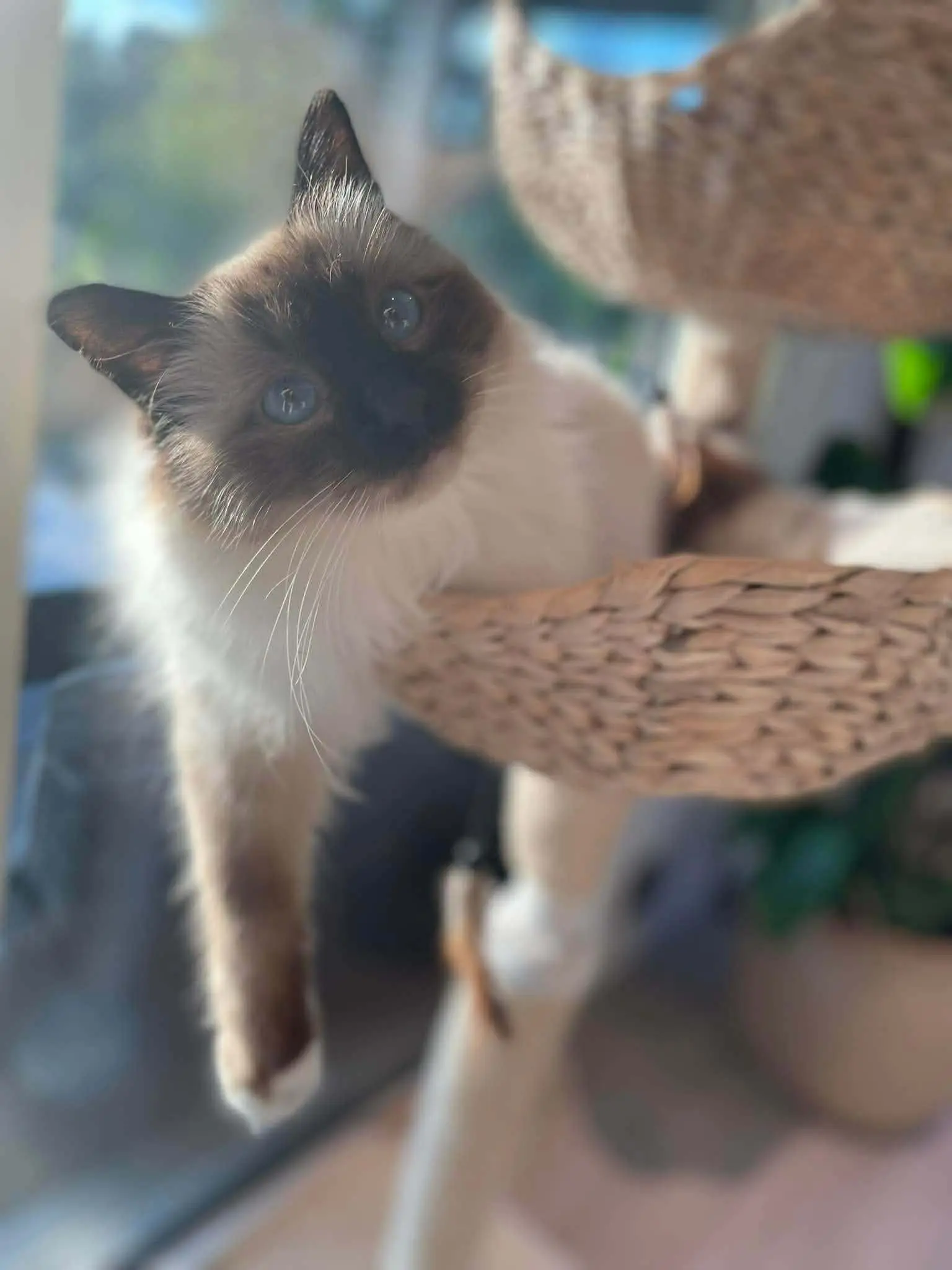 Katt 005 hos Mathopen Kattepensjonat