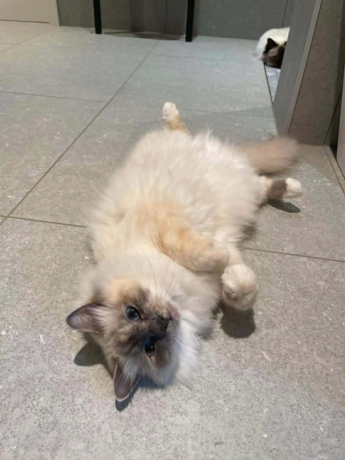 Katt 006 hos Mathopen Kattepensjonat