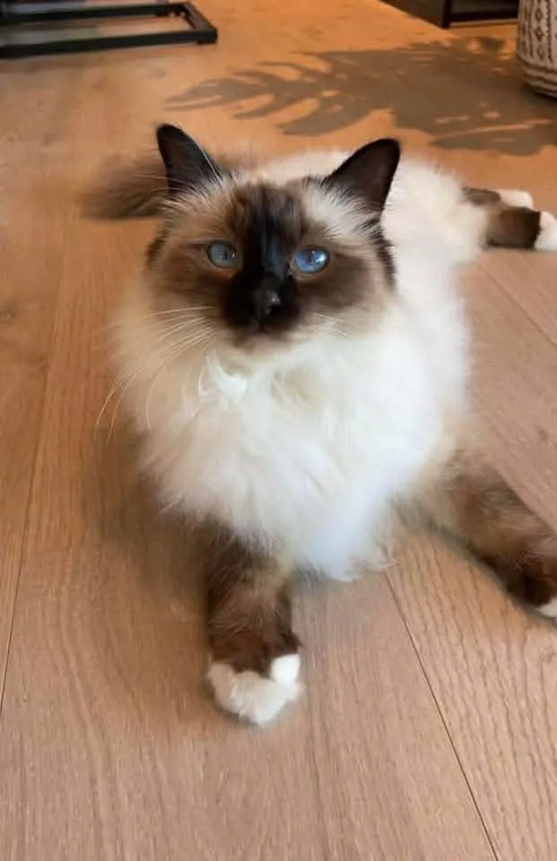 Katt 007 hos Mathopen Kattepensjonat