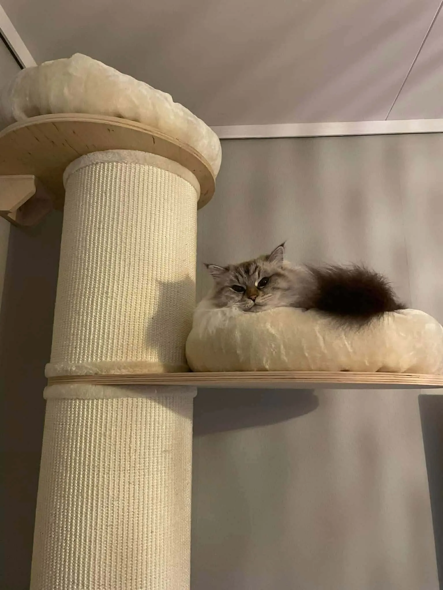 Katt 008 hos Mathopen Kattepensjonat