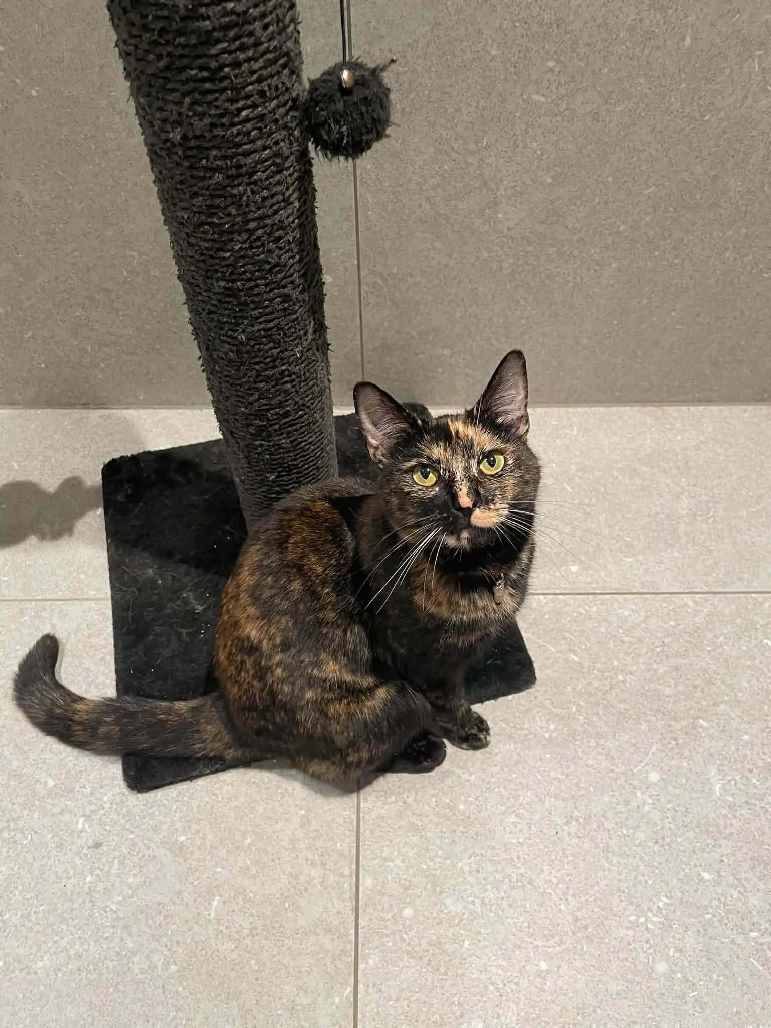 Katt 009 hos Mathopen Kattepensjonat