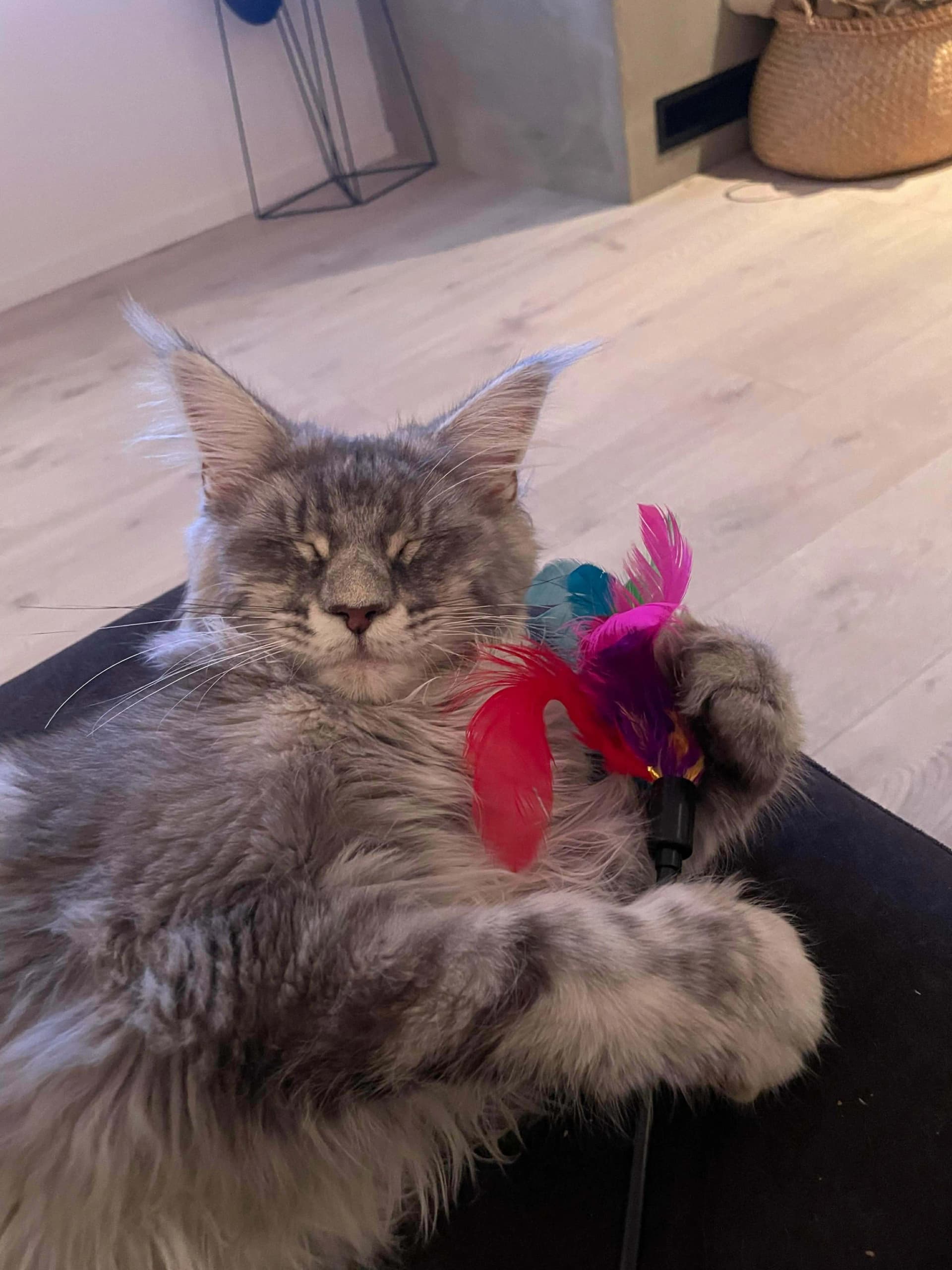 Katt 010 hos Mathopen Kattepensjonat