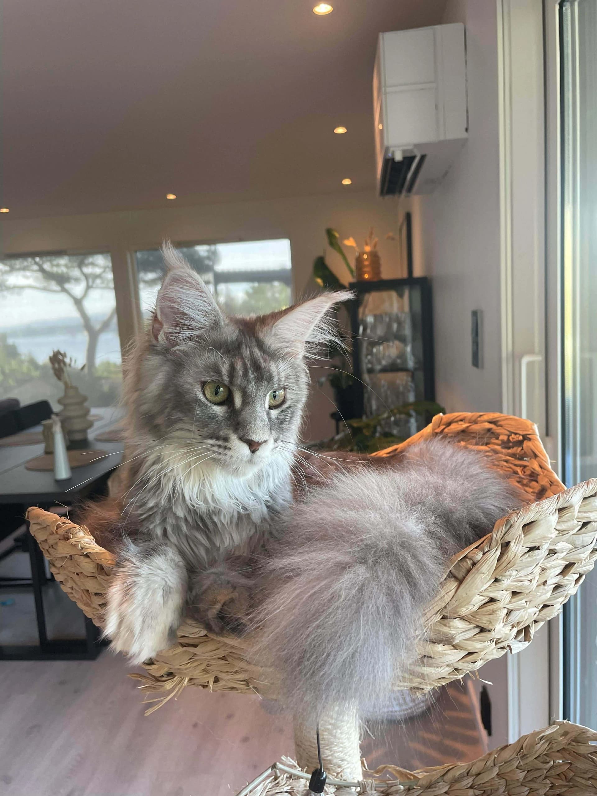 Katt 012 hos Mathopen Kattepensjonat