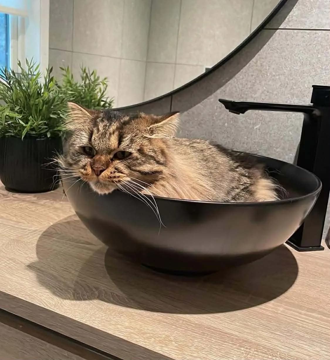 Katt 014 hos Mathopen Kattepensjonat