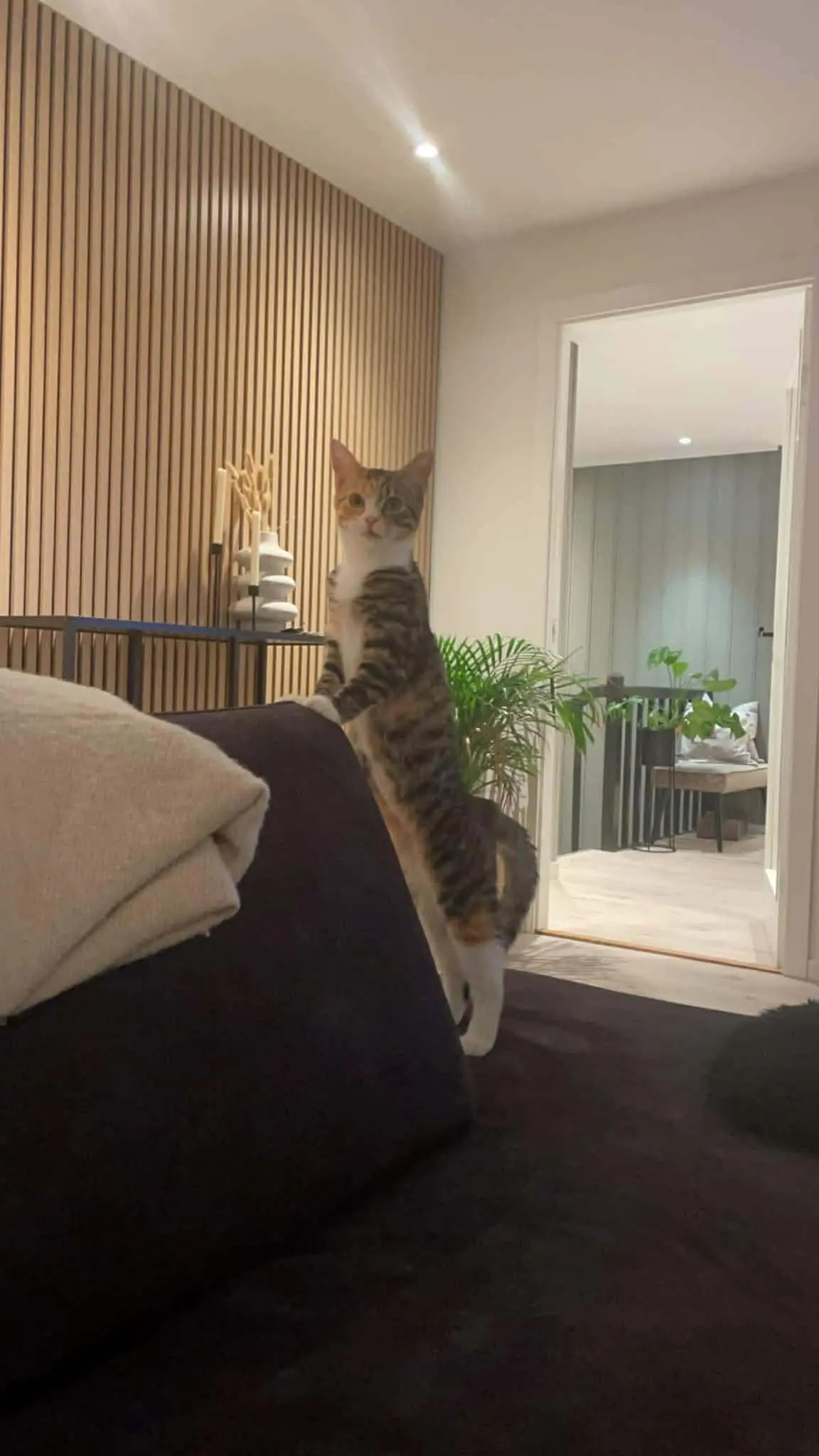 Katt 015 hos Mathopen Kattepensjonat