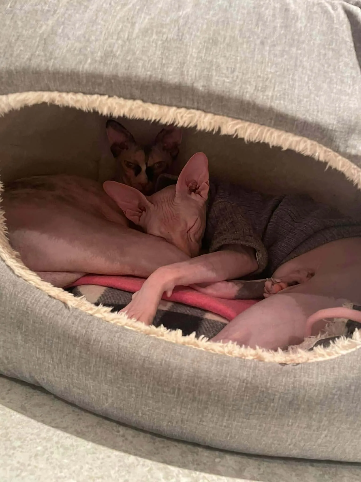 Katt 016 hos Mathopen Kattepensjonat