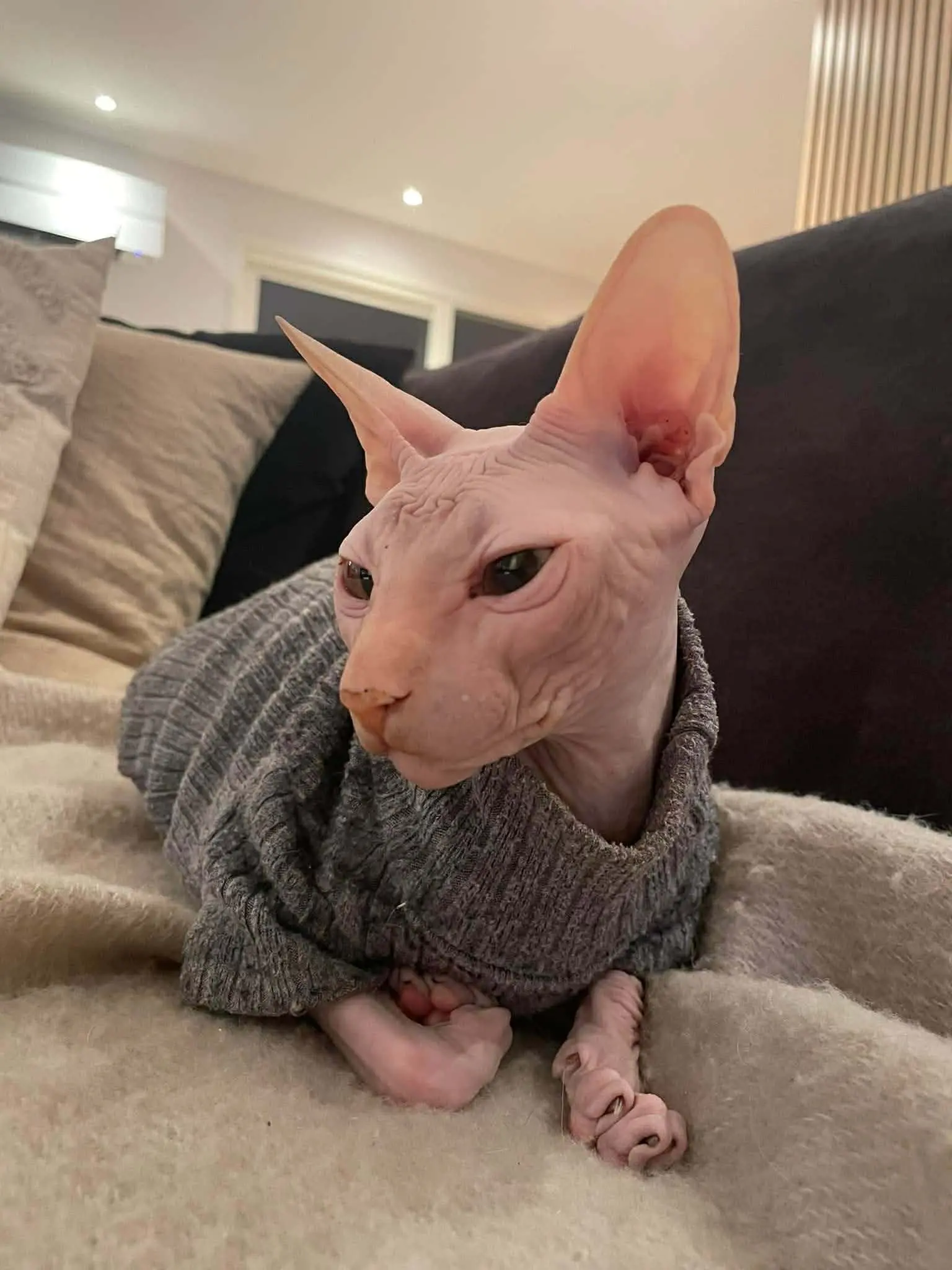 Katt 017 hos Mathopen Kattepensjonat