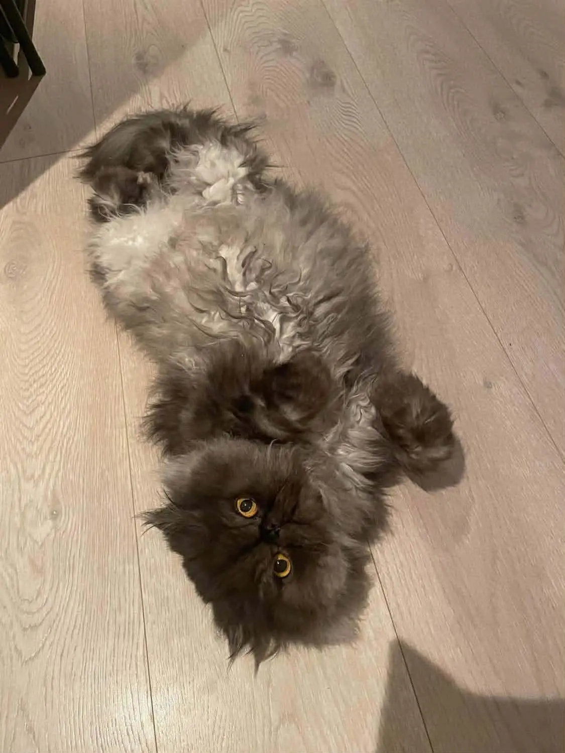 Katt 018 hos Mathopen Kattepensjonat