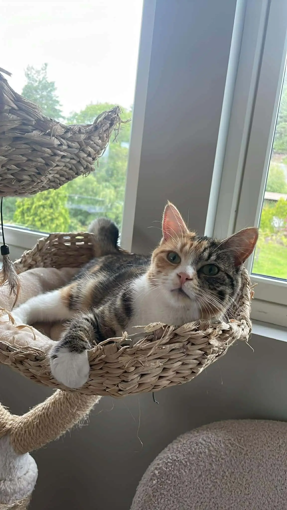 Katt 019 hos Mathopen Kattepensjonat