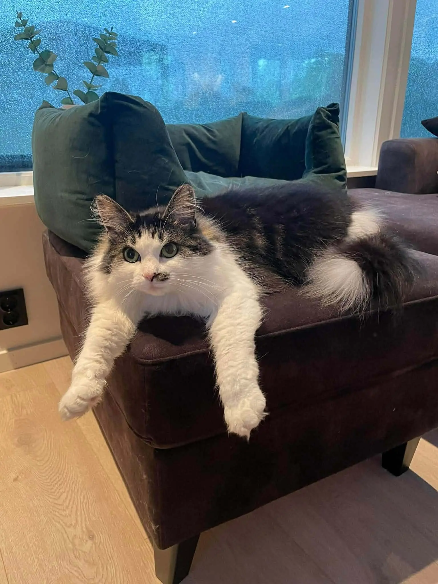 Katt 020 hos Mathopen Kattepensjonat