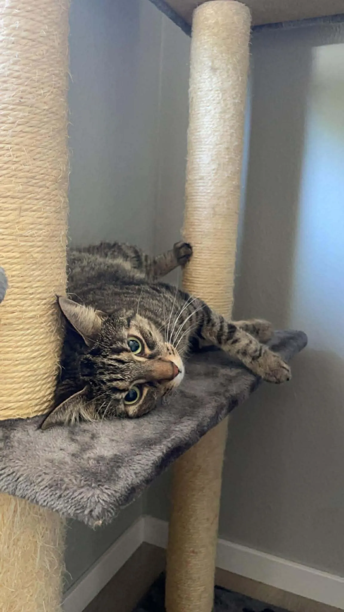 Katt 021 hos Mathopen Kattepensjonat