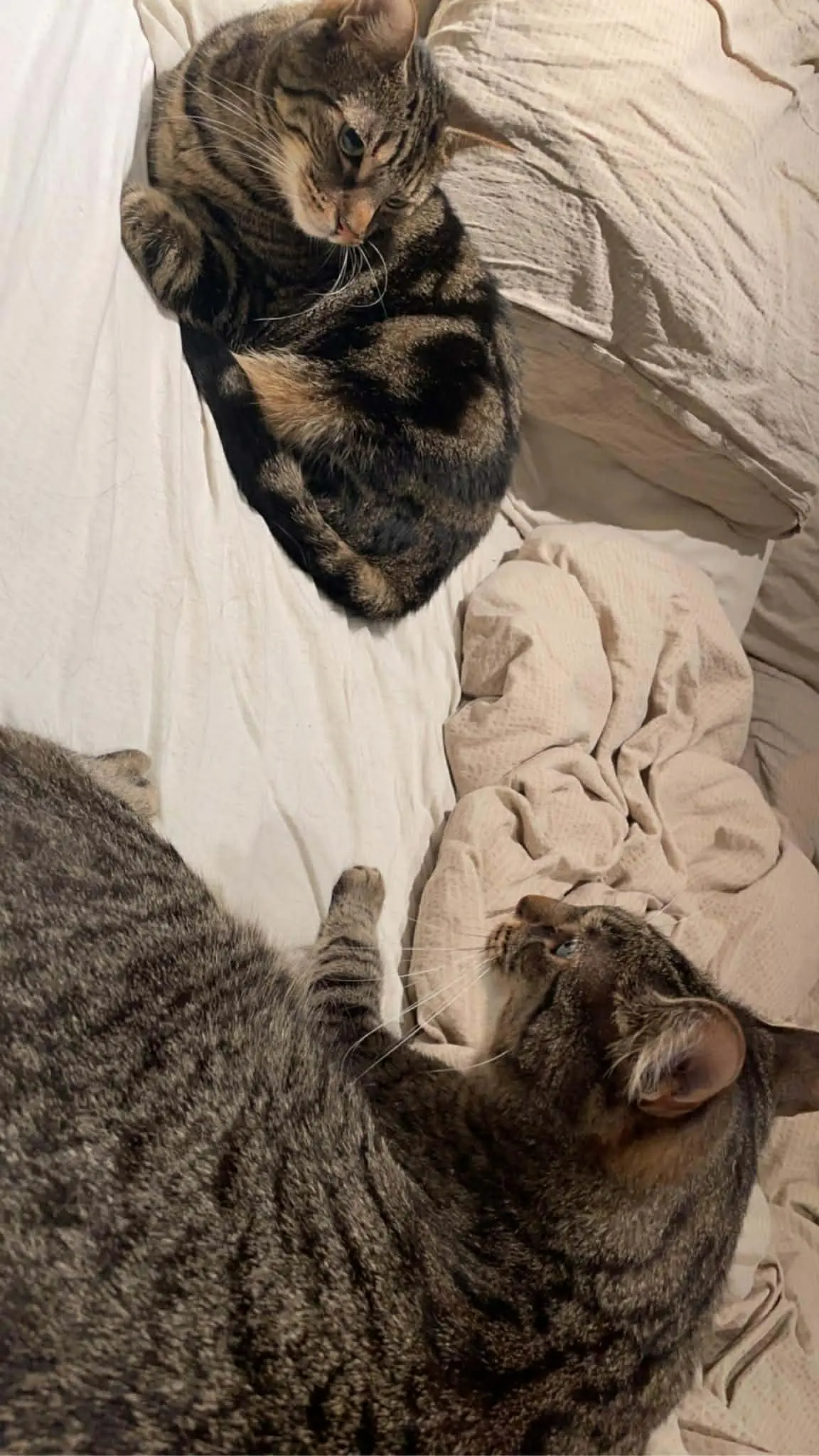 Katt 022 hos Mathopen Kattepensjonat