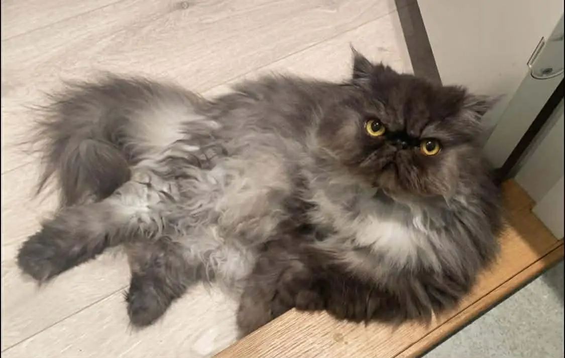 Katt 023 hos Mathopen Kattepensjonat