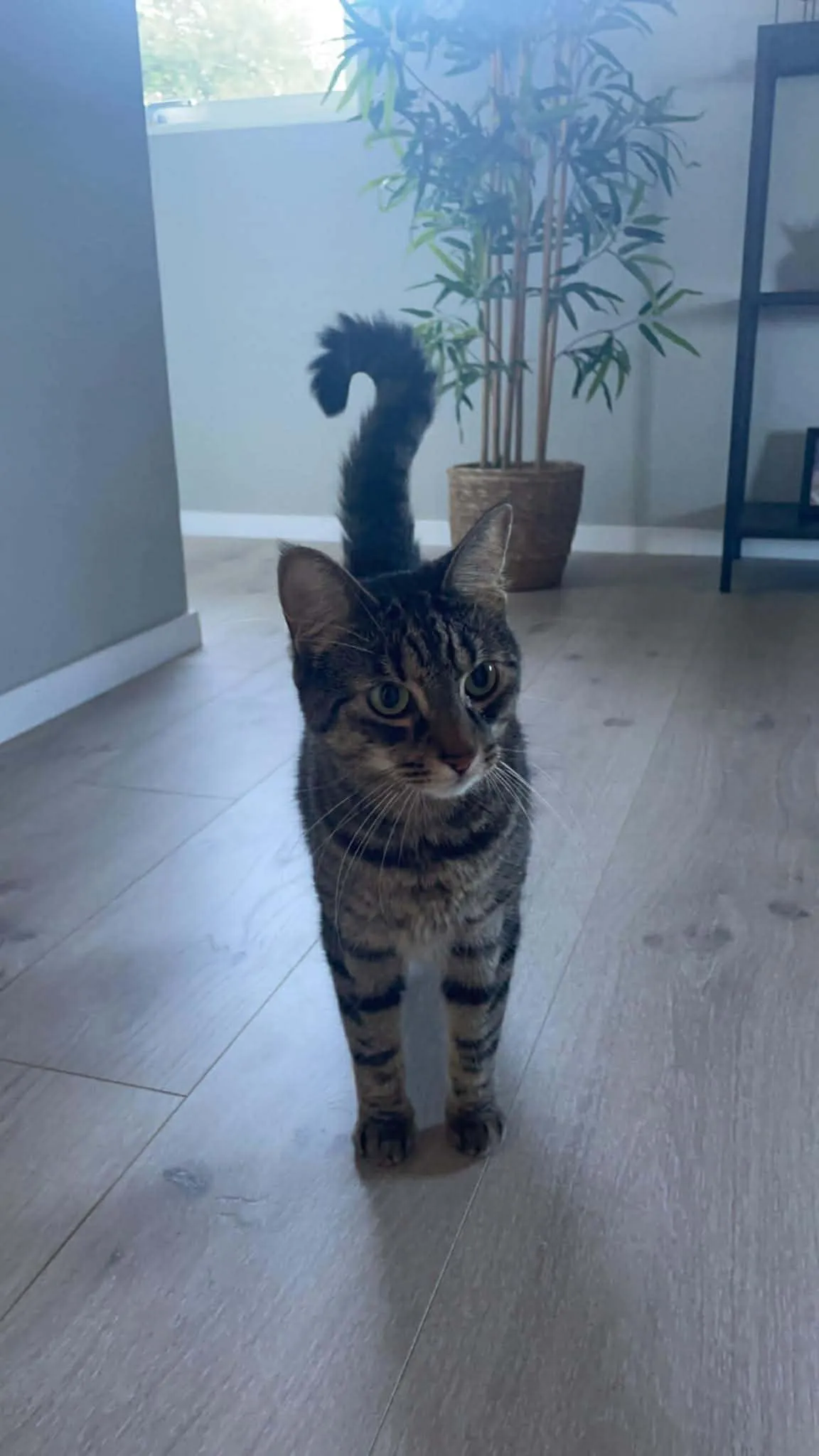 Katt 025 hos Mathopen Kattepensjonat