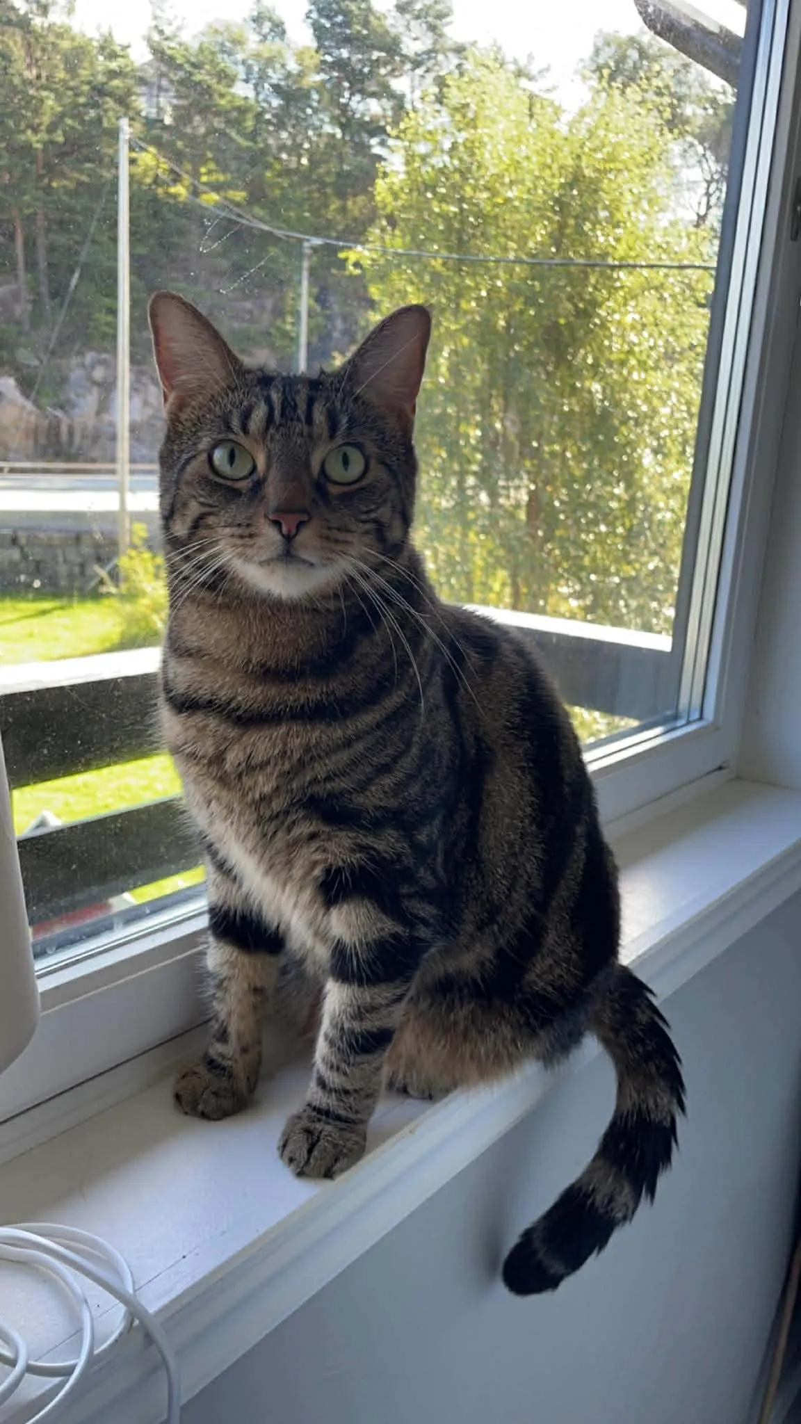 Katt 026 hos Mathopen Kattepensjonat