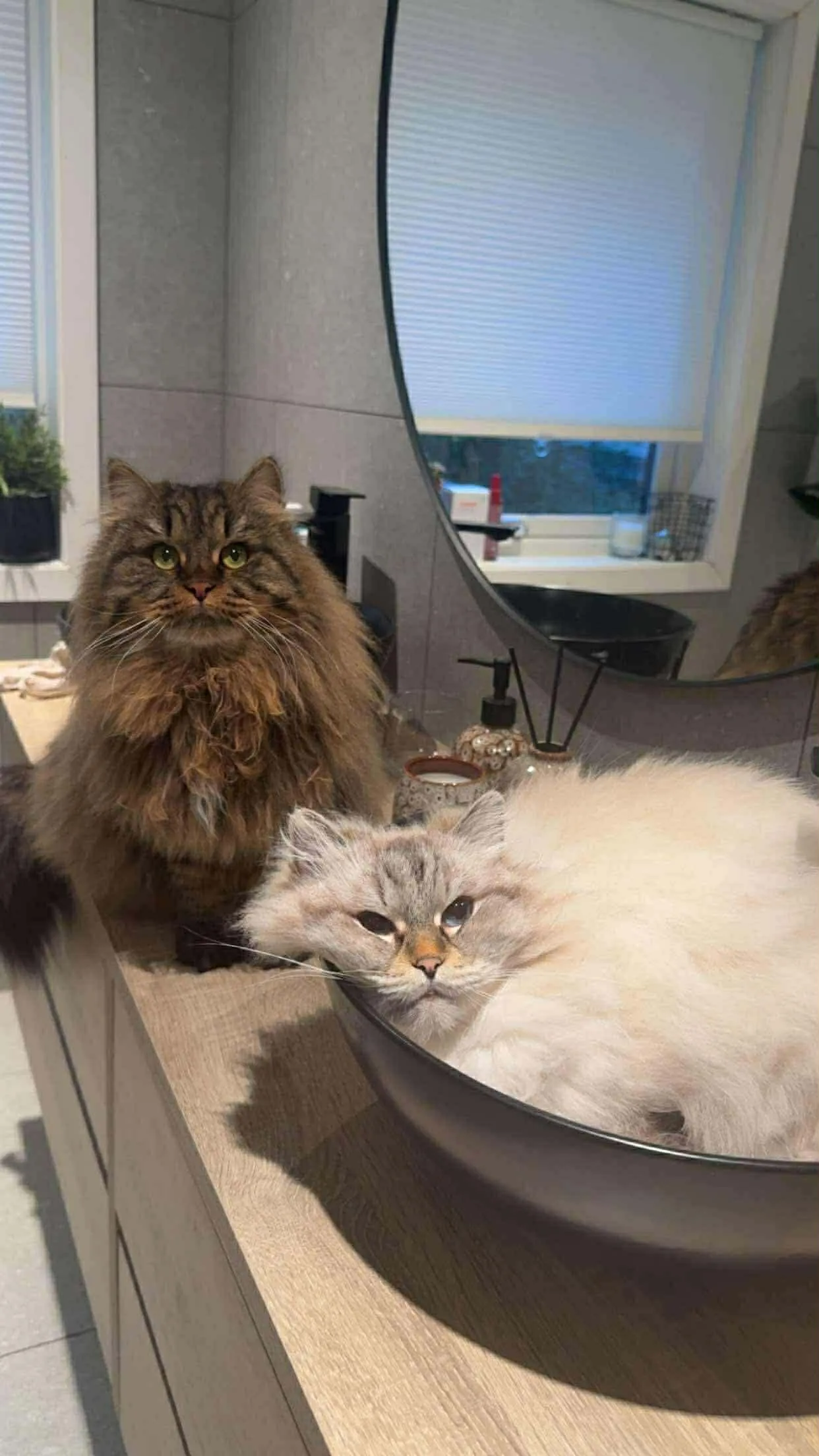 Katt 027 hos Mathopen Kattepensjonat