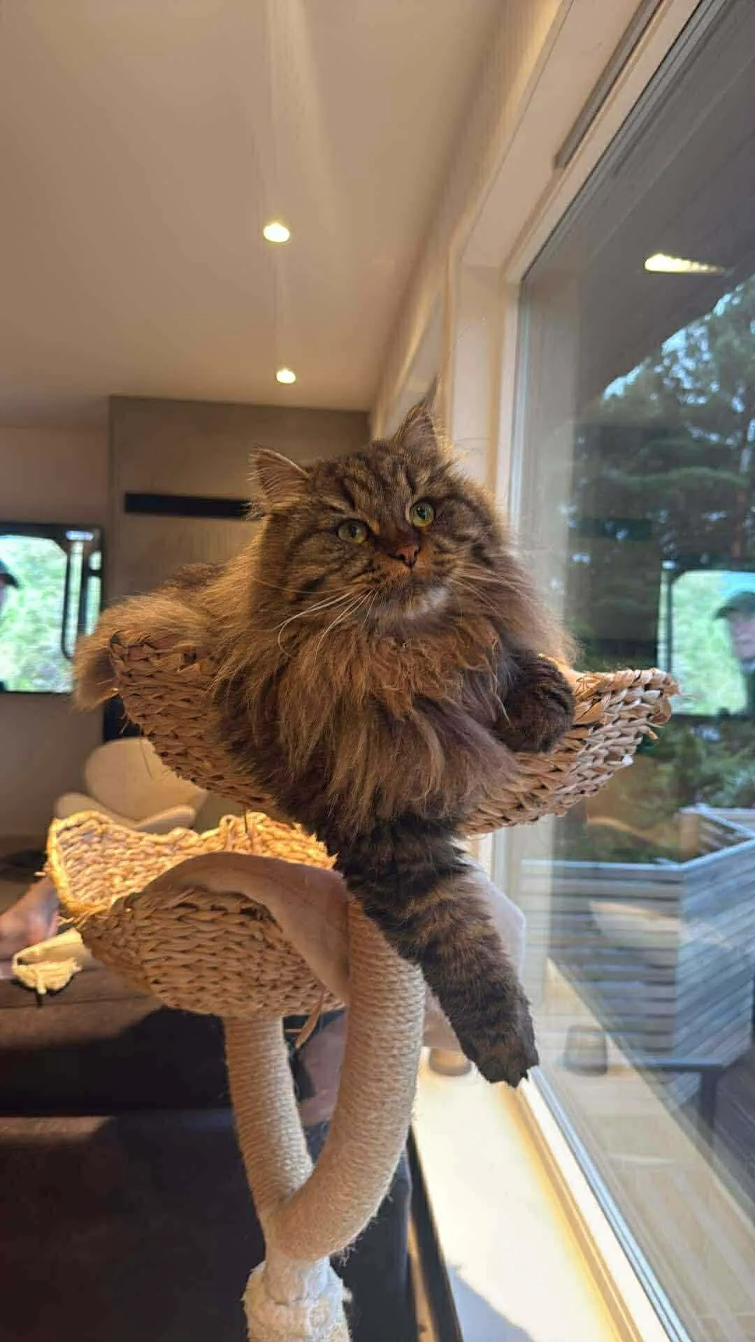 Katt 028 hos Mathopen Kattepensjonat