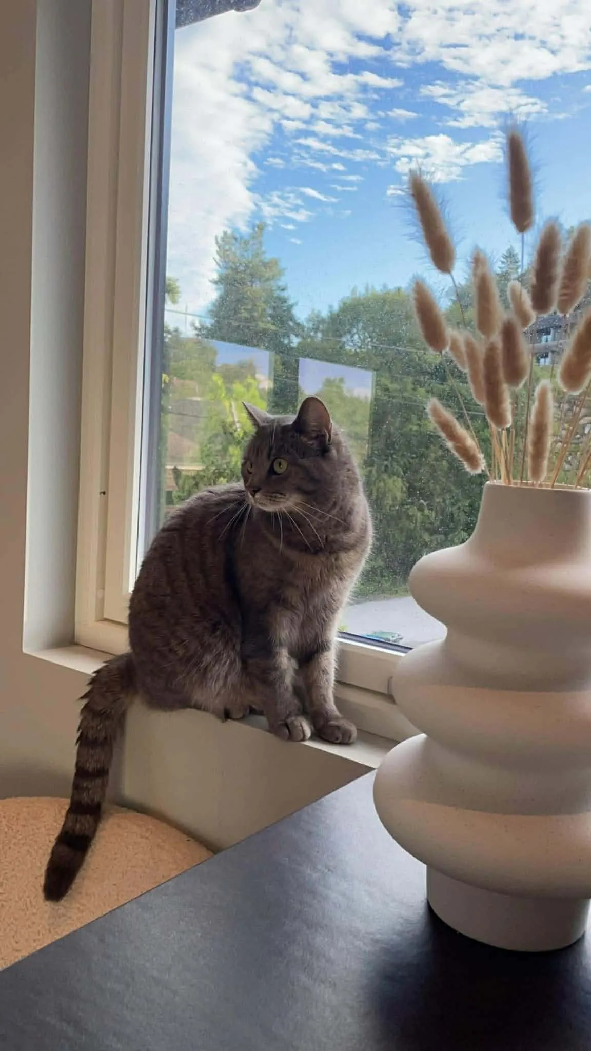 Katt 029 hos Mathopen Kattepensjonat