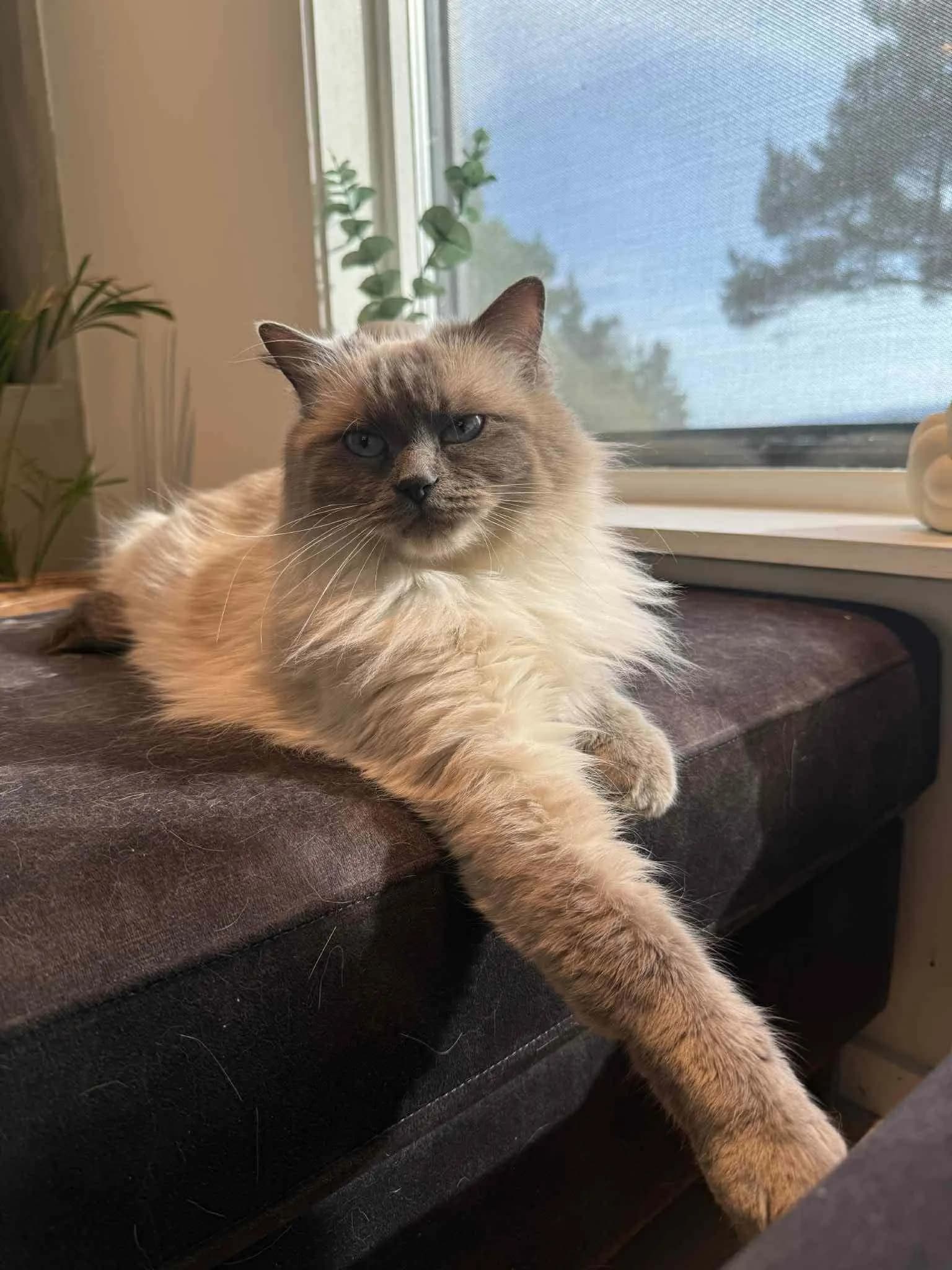 Katt 030 hos Mathopen Kattepensjonat