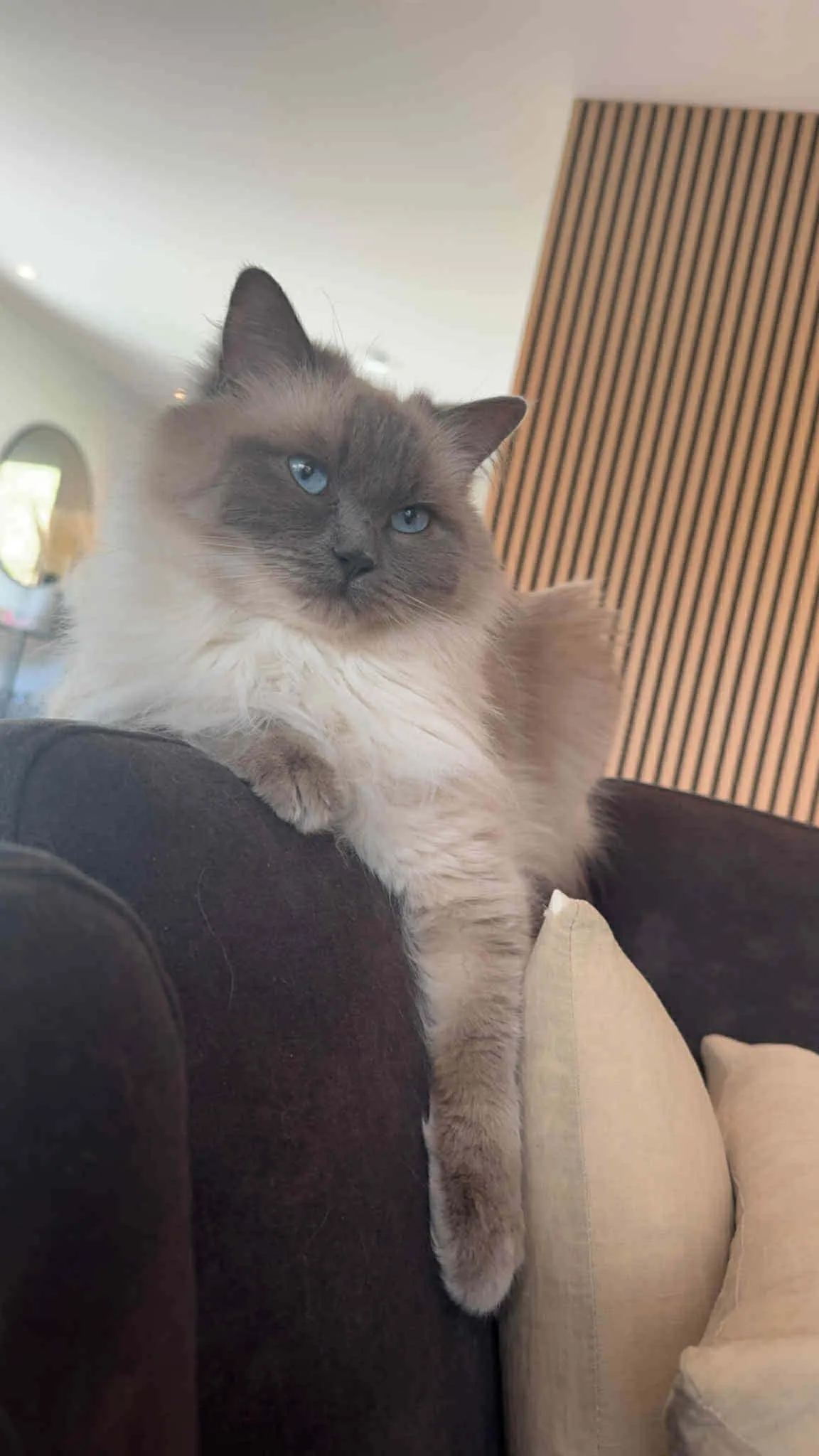 Katt 031 hos Mathopen Kattepensjonat