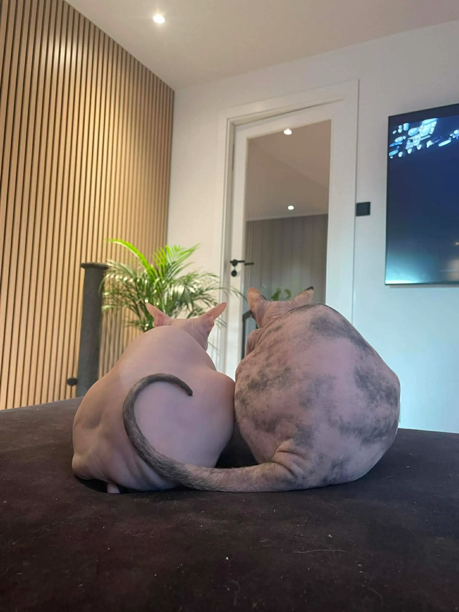 Katt 033 hos Mathopen Kattepensjonat