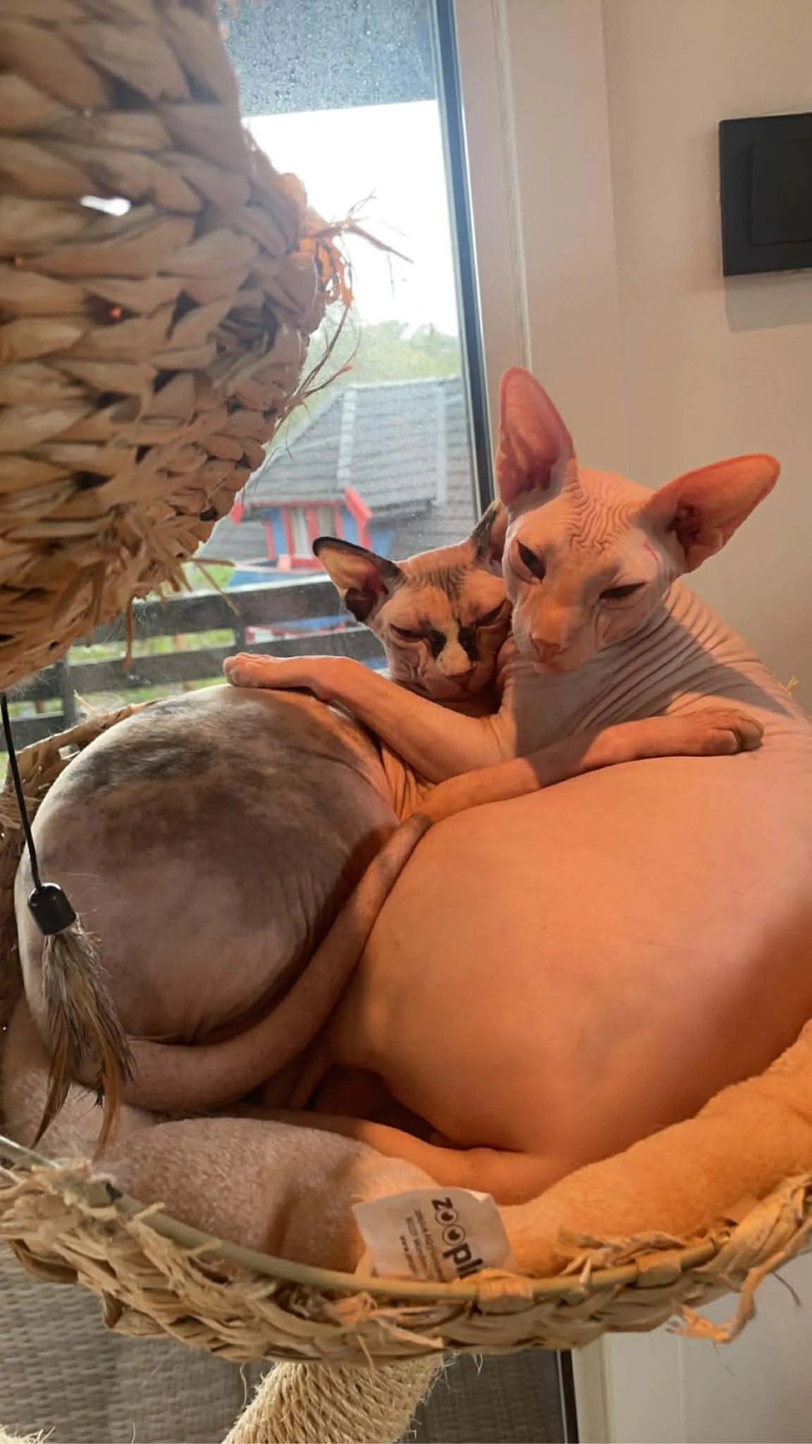 Katt 034 hos Mathopen Kattepensjonat