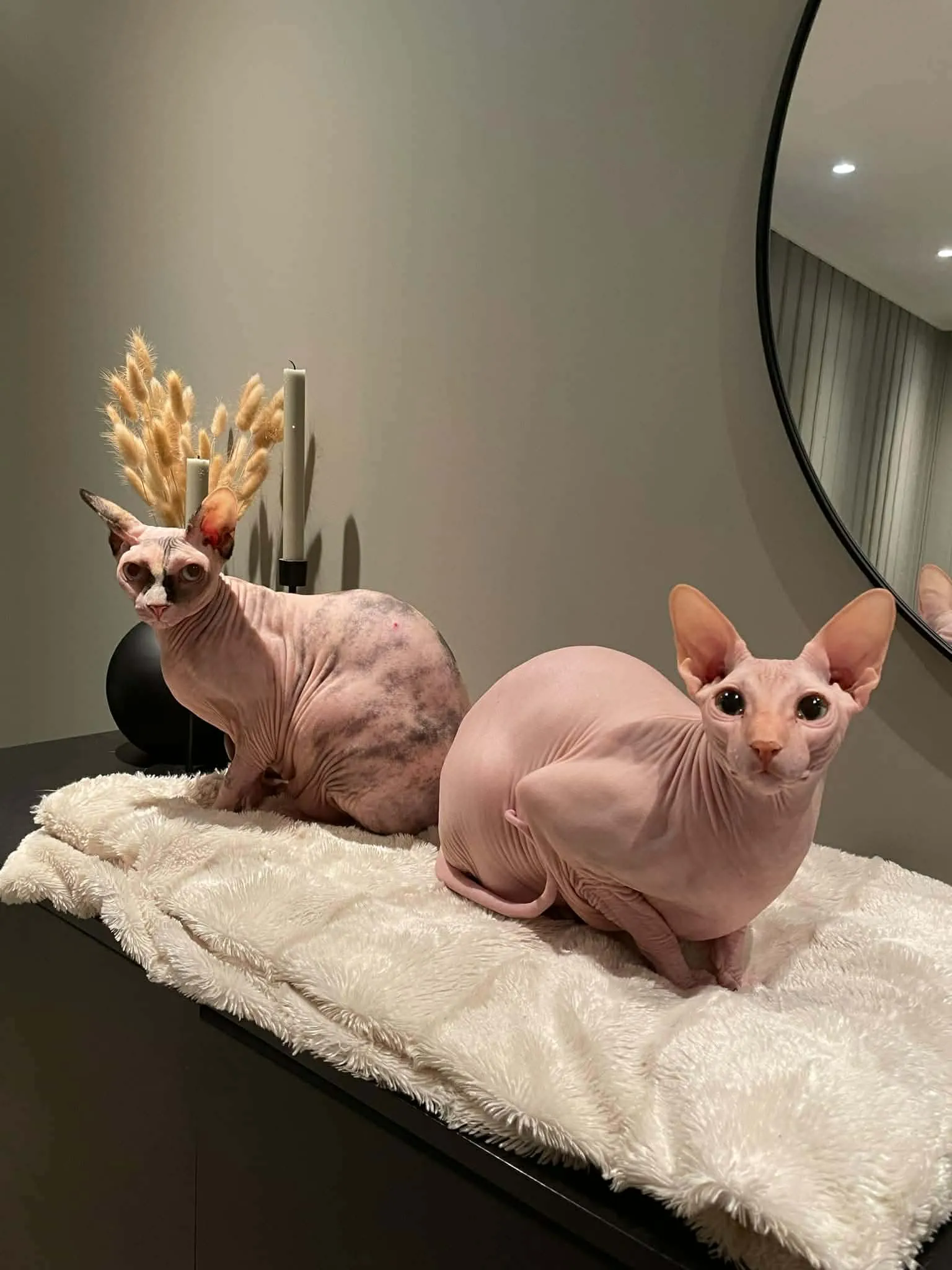 Katt 035 hos Mathopen Kattepensjonat