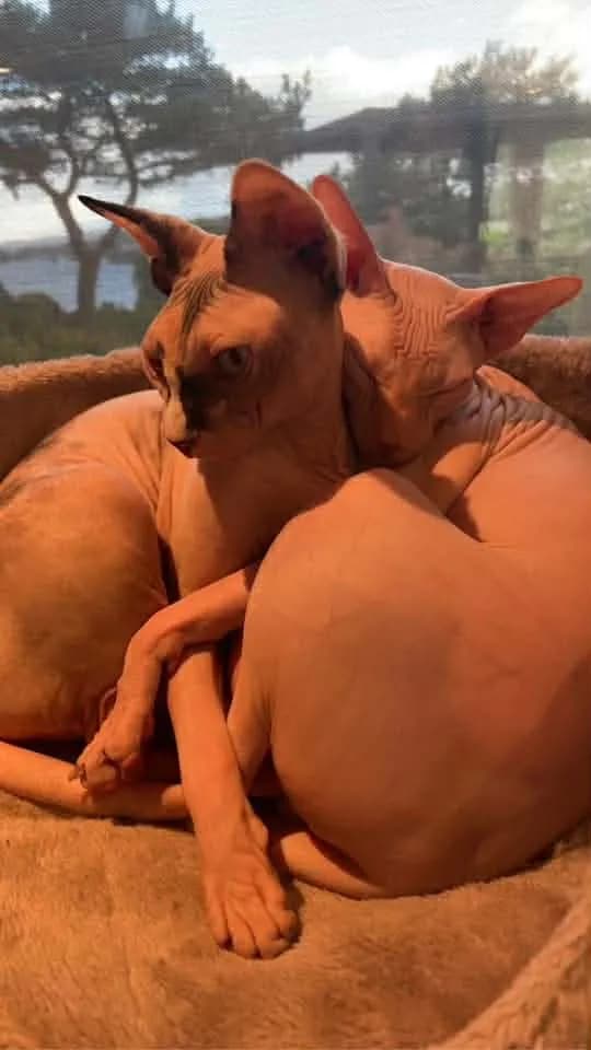 Katt 036 hos Mathopen Kattepensjonat