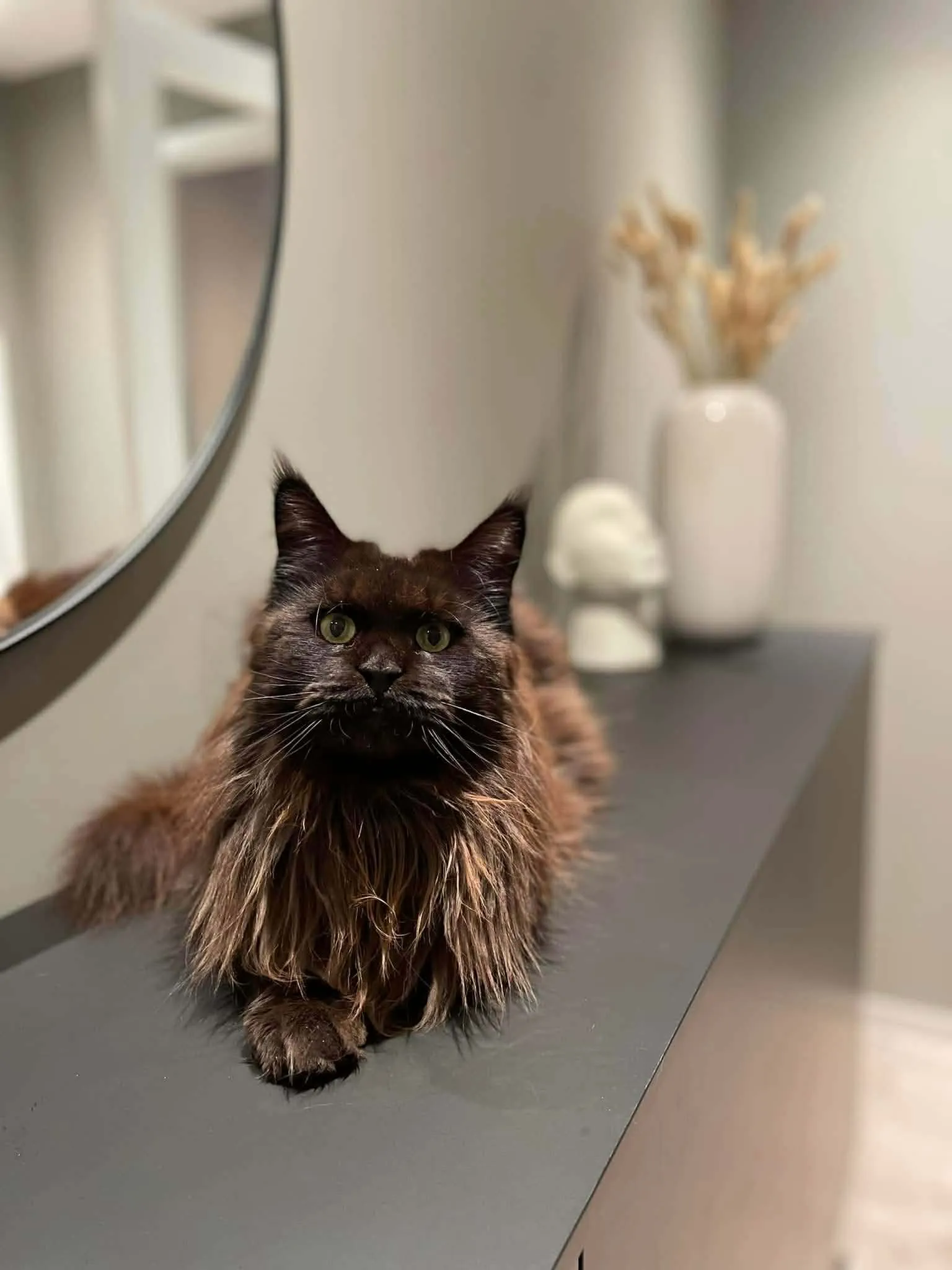 Katt 038 hos Mathopen Kattepensjonat