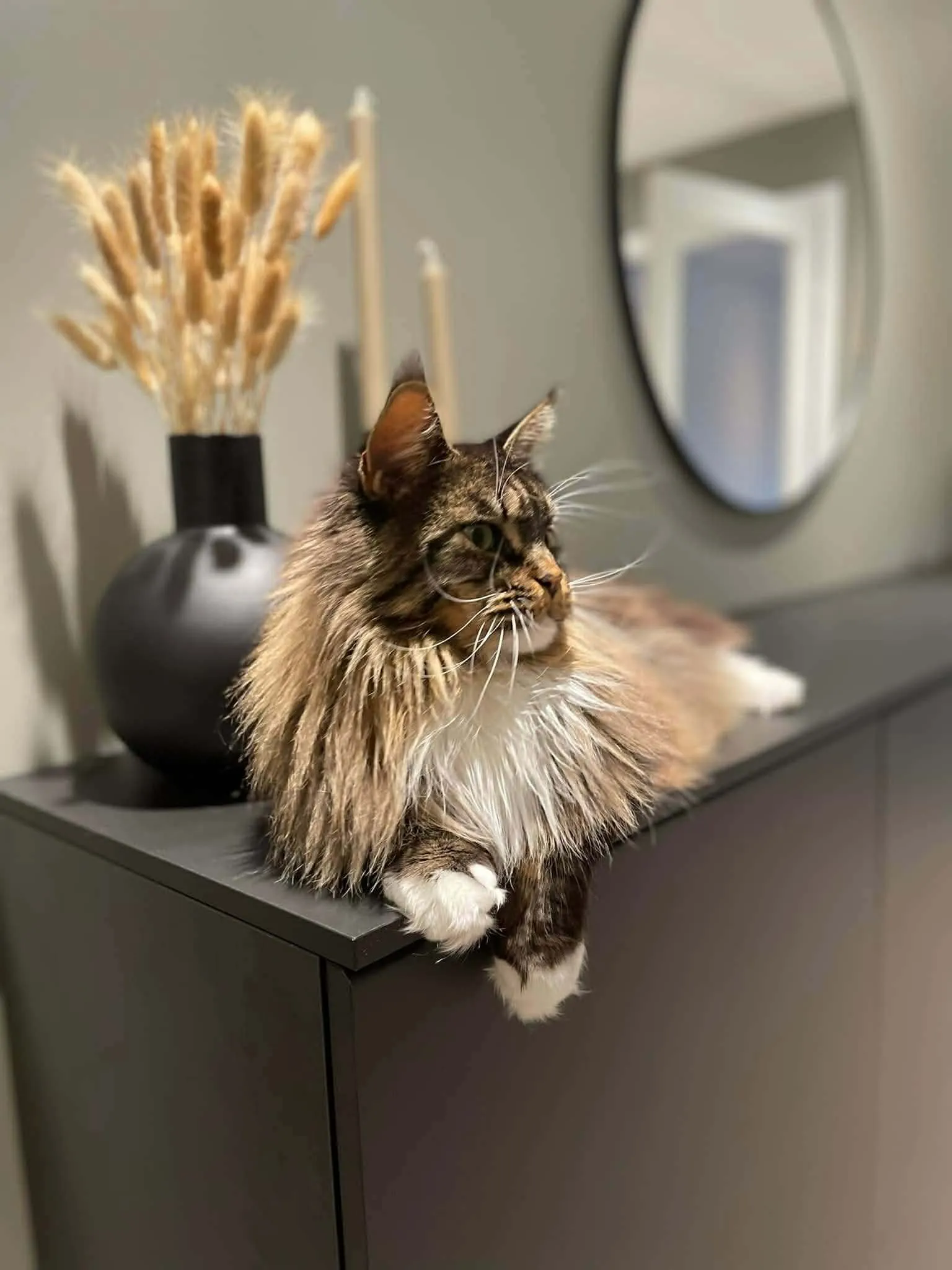 Katt 039 hos Mathopen Kattepensjonat