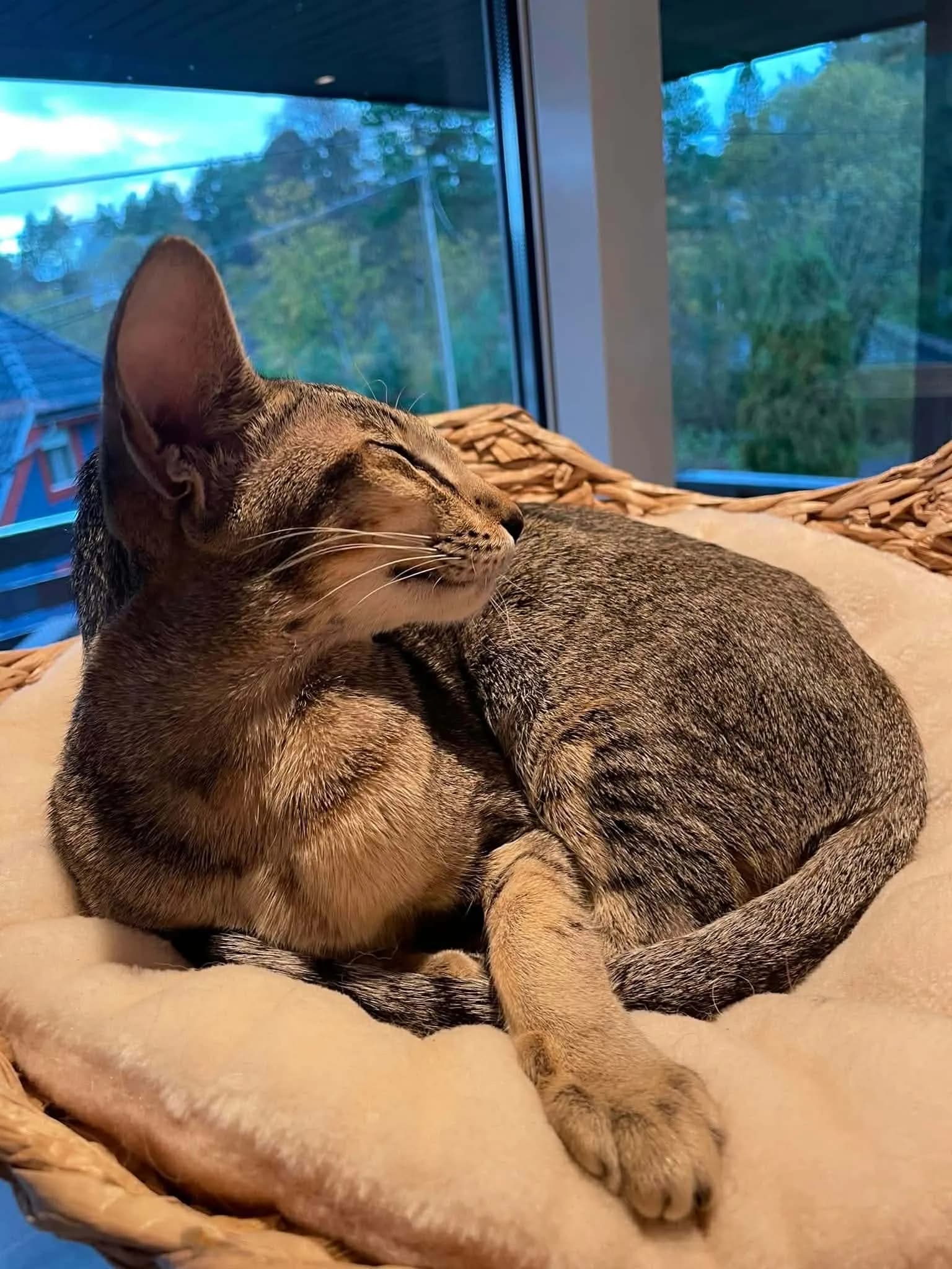 Katt 040 hos Mathopen Kattepensjonat