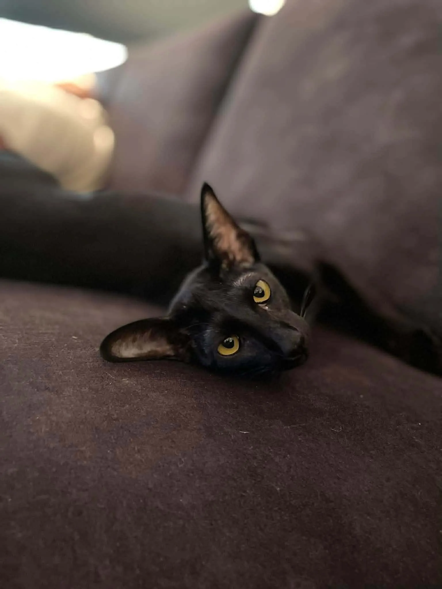 Katt 041 hos Mathopen Kattepensjonat